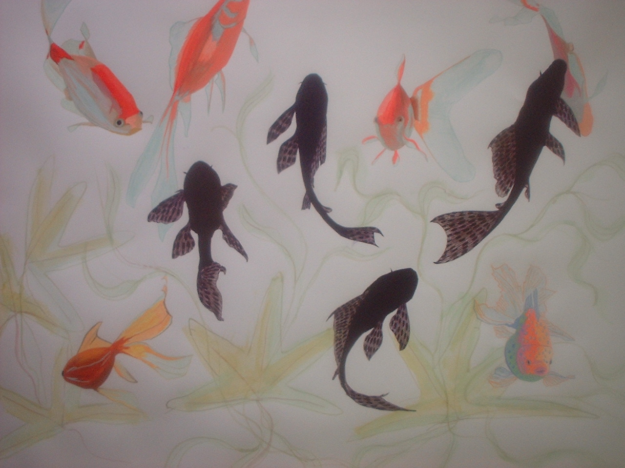 Fantail fish large